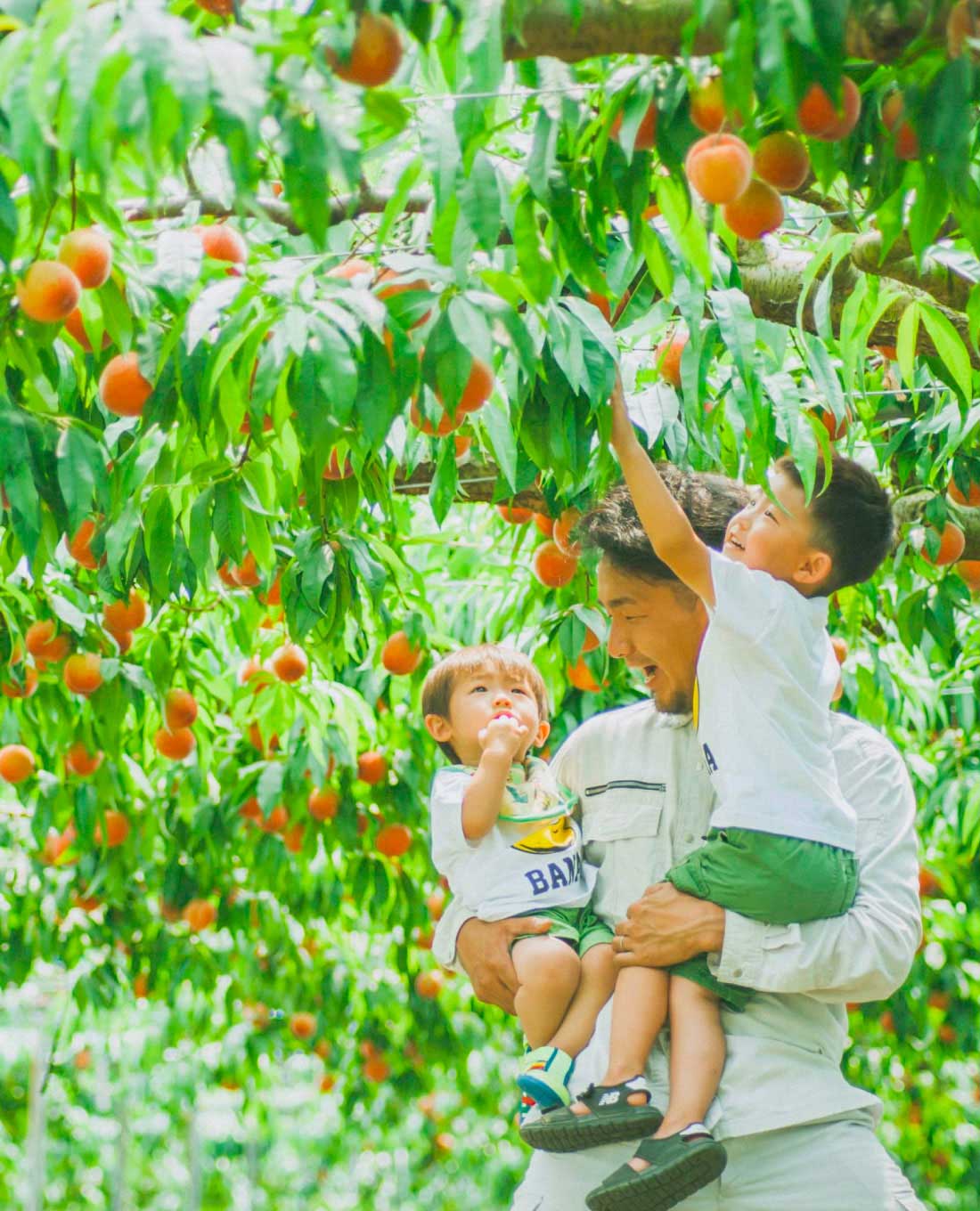 【桃狩り収穫体験】完熟桃をひとりじめ！